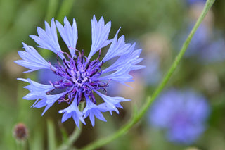 Fiordaliso