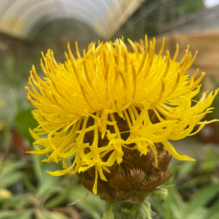 Fiordaliso gigante giallo