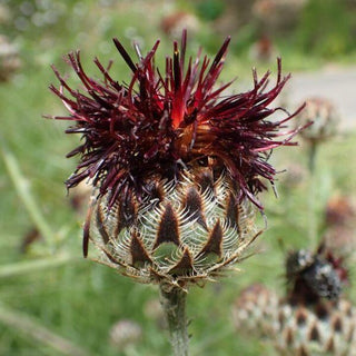 Fiordaliso porpora