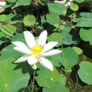 Fior di loto Flavescens