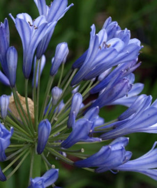 Agapanthus Blue Formality