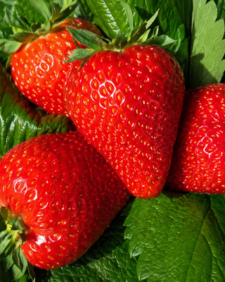 PIANTA DI FRAGOLA RIFIORENTE "FRAGARIA"