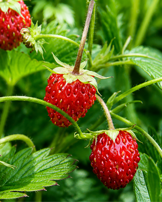 PIANTA DI FRAGOLA DI BOSCO "FRAGARIA VESCIA"