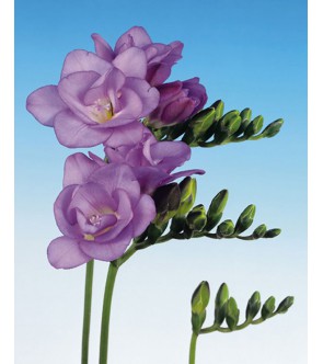 Fresia Doppia Blu Uchida