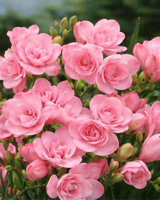 FRESIA DOPPIA ROSA ELAN