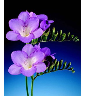 Fresia Semplice Blu Royal Blue