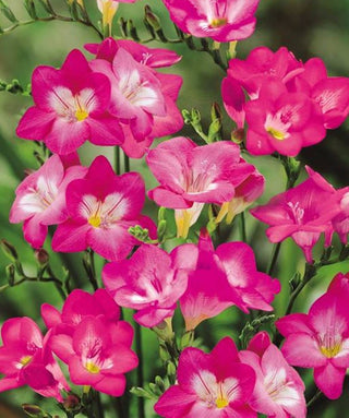 Fresia Semplice Rosa Rosalinde