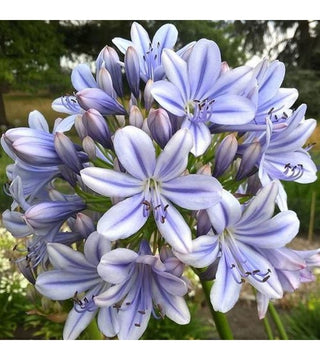 Agapanthus Full Moon