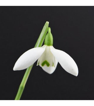 Galanthus Nivalis Doppio Hippolyta