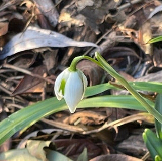 Galanthus valentinei Bucaneve