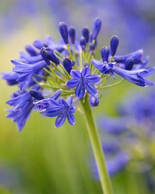 AGAPANTHUS SANDRIGHAM