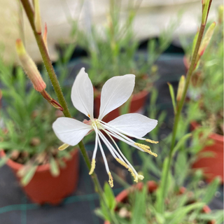 Gaura bianca