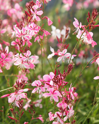 GAURA LINDHEIMERI "ROSY JANE"