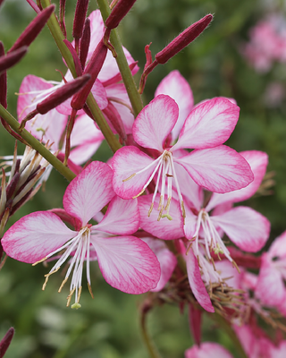 GAURA LINDHEIMERI "TUTTI FRUTTI"