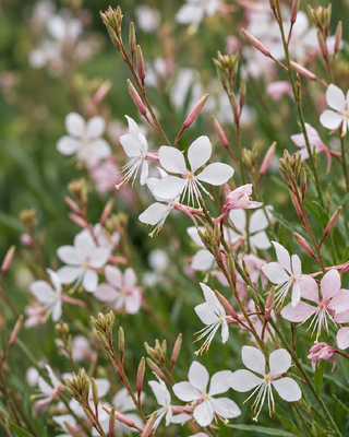 GAURA LINDHEIMERI "WHIRLING BUTTERFLIES"