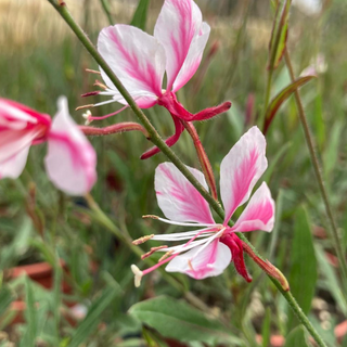 Gaura