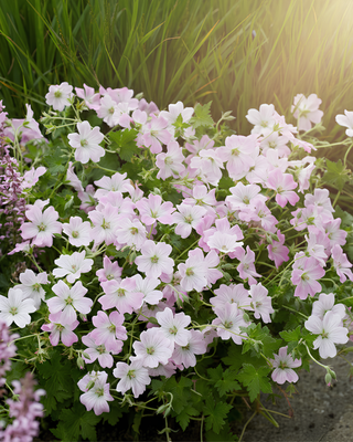 GERANIUM "DREAMLAND"