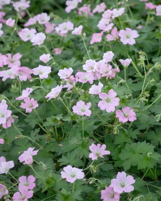 GERANIUM "DREAMLAND"