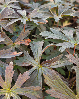 GERANIUM MACULATUM "ESPRESSO"