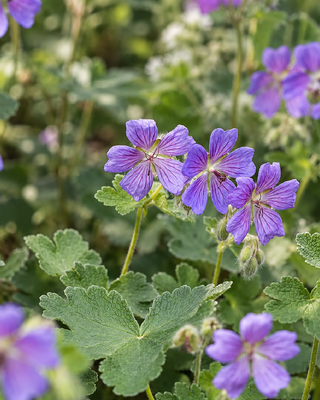 GERANIUM REINARDII "PHILIPPE VAPELLE"