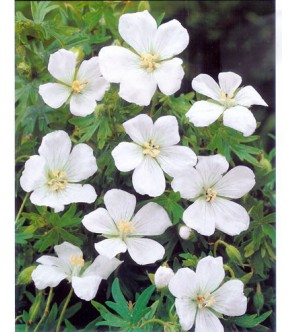 Geranium Sanguineum Album