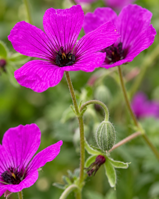 GERANIUM SANGUINEUM "VISION VIOLET"
