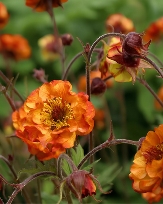 GEUM COCKTAIL "ALABAMA SLAMMER"