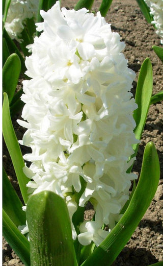 Giacinti Aiolos