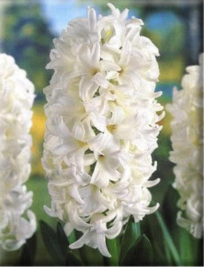 Giacinti Carneige