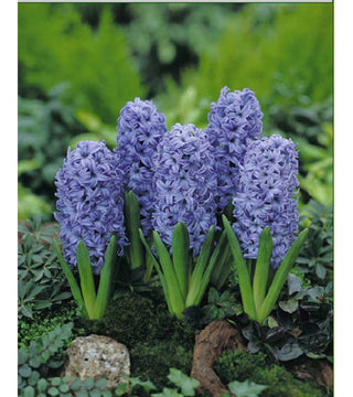 Giacinti Ostara