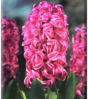 Giacinti Pink Pearl