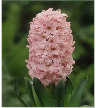 Giacinti Pink Surprise