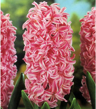 Giacinti Queen of the Pink