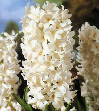 Giacinti White Pearl