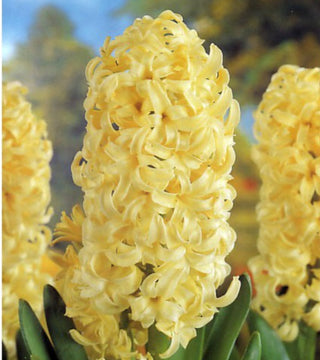 Giacinti Yellow Queen