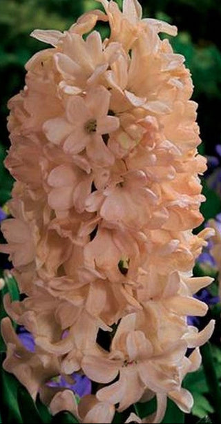 Giacinti Apricot Passion NUOVO