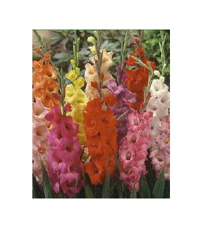 Gladioli Miscuglio