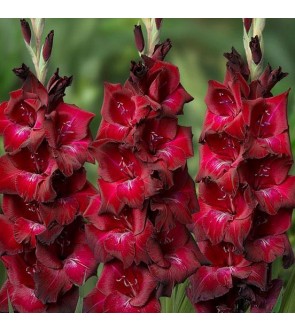 Gladiolo Bizet