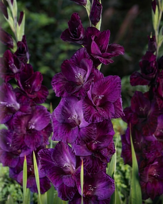 GLADIOLO BLU CONQUEROR