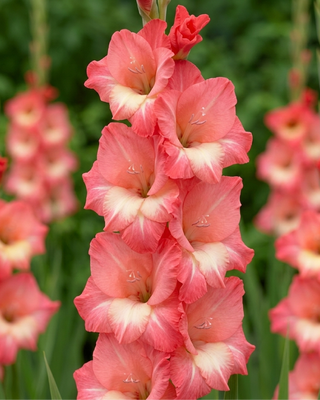 GLADIOLO CARQUIERANNE