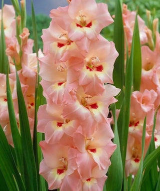 Gladiolo Deciso