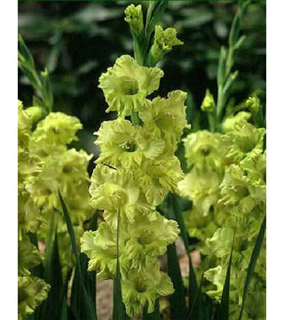 Gladiolo Green Star