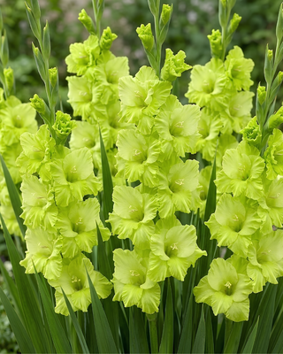 GLADIOLO GREEN STAR