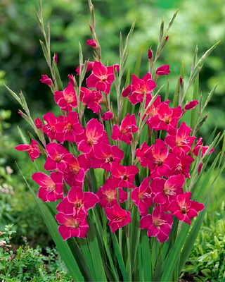 GLADIOLO NANO VULCANO