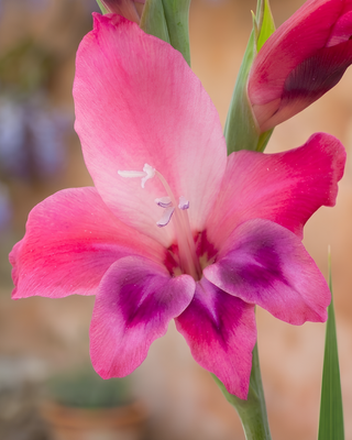 GLADIOLO NANO VULCANO