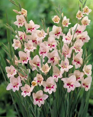 GLADIOLO NANUS CARINE