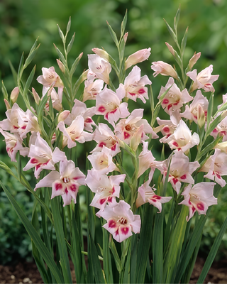 GLADIOLO NANUS ELVIRA