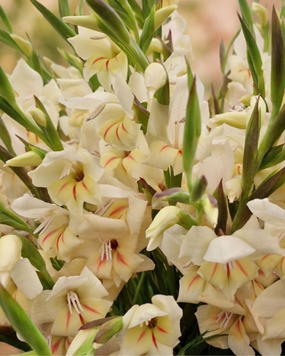 GLADIOLO NANUS HALLEY