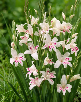 GLADIOLO NANUS NYMPH