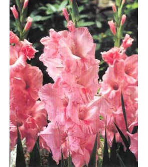 Gladiolo Pink Perfect